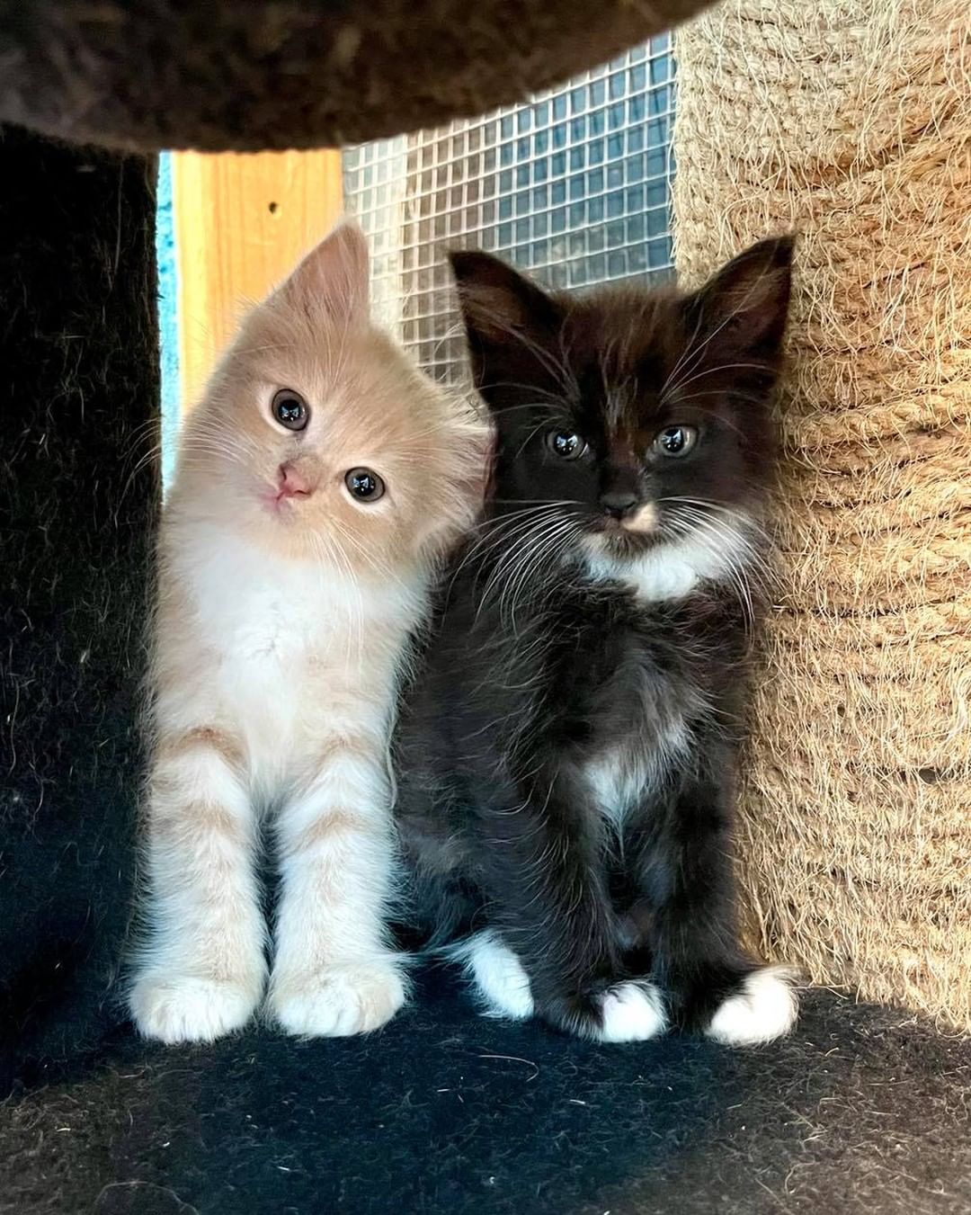 Today is National Best Friends Day! You know who needs a best friend? A kitten! 🐱🐱

When we do adoptions, we recommend pair adoptions for kittens because it can prevent so many unwanted behaviors going forward. 

Read on the Kitten Lady’s website about why adopting a pair of kittens is a whole kitten! 

http://www.kittenlady.org/twokittens

Often times, people can get upset with us on our bonded pair adoptions, but we are trying our best to set our kittens up for success! We have put our blood, sweat and tears into taking care of these kittens for over 6 weeks, that they become like our own.