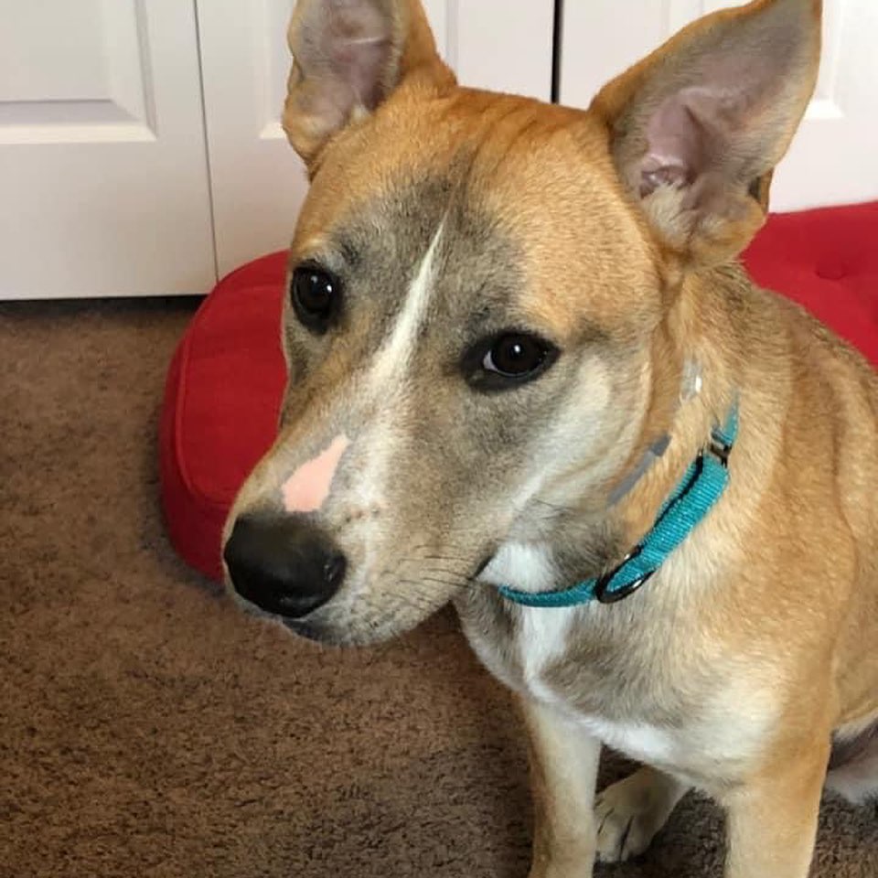 We’re back on Instagram folks! Here are some of the dogs we’ve placed while we were MIA.

Swipe to see our latest medical rescue! ⏩

<a target='_blank' href='https://www.instagram.com/explore/tags/dog/'>#dog</a> <a target='_blank' href='https://www.instagram.com/explore/tags/dogrescue/'>#dogrescue</a> <a target='_blank' href='https://www.instagram.com/explore/tags/rescuedogsofinstagram/'>#rescuedogsofinstagram</a> <a target='_blank' href='https://www.instagram.com/explore/tags/dogsofinstagram/'>#dogsofinstagram</a> <a target='_blank' href='https://www.instagram.com/explore/tags/puppyrescue/'>#puppyrescue</a> <a target='_blank' href='https://www.instagram.com/explore/tags/rescuedog/'>#rescuedog</a> <a target='_blank' href='https://www.instagram.com/explore/tags/mowigglebutts/'>#mowigglebutts</a>
