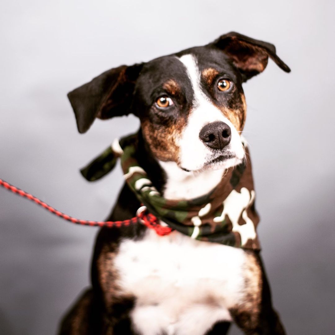 Walker wants to be your wonky boy <a target='_blank' href='https://www.instagram.com/explore/tags/marshallcountyhumanesociety/'>#marshallcountyhumanesociety</a>.org