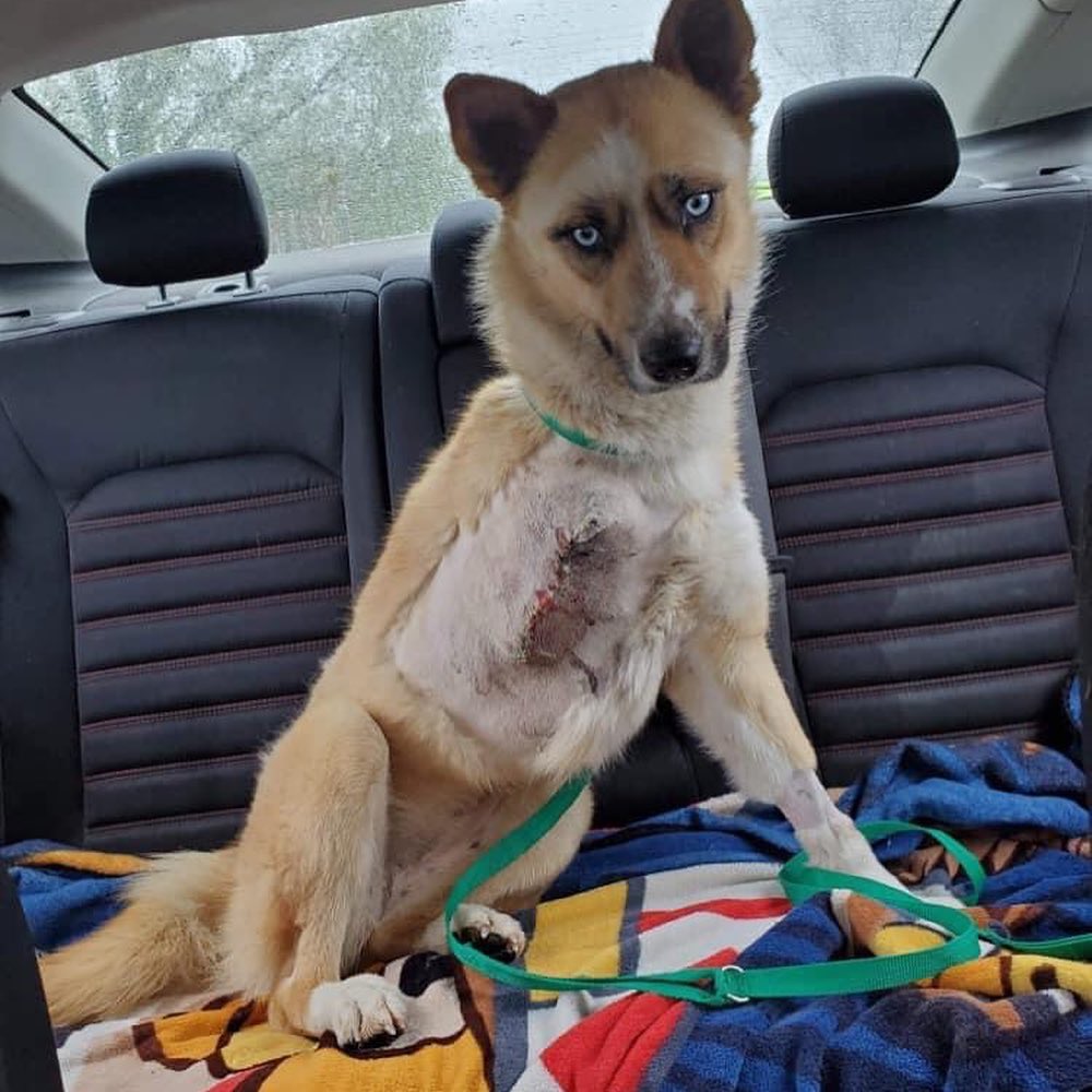 We’re back on Instagram folks! Here are some of the dogs we’ve placed while we were MIA.

Swipe to see our latest medical rescue! ⏩

<a target='_blank' href='https://www.instagram.com/explore/tags/dog/'>#dog</a> <a target='_blank' href='https://www.instagram.com/explore/tags/dogrescue/'>#dogrescue</a> <a target='_blank' href='https://www.instagram.com/explore/tags/rescuedogsofinstagram/'>#rescuedogsofinstagram</a> <a target='_blank' href='https://www.instagram.com/explore/tags/dogsofinstagram/'>#dogsofinstagram</a> <a target='_blank' href='https://www.instagram.com/explore/tags/puppyrescue/'>#puppyrescue</a> <a target='_blank' href='https://www.instagram.com/explore/tags/rescuedog/'>#rescuedog</a> <a target='_blank' href='https://www.instagram.com/explore/tags/mowigglebutts/'>#mowigglebutts</a>