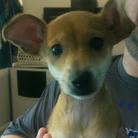 Everlee, 13 weeks old, female, Doxie mix 
Jade, 13 weeks old, female, doxie mix