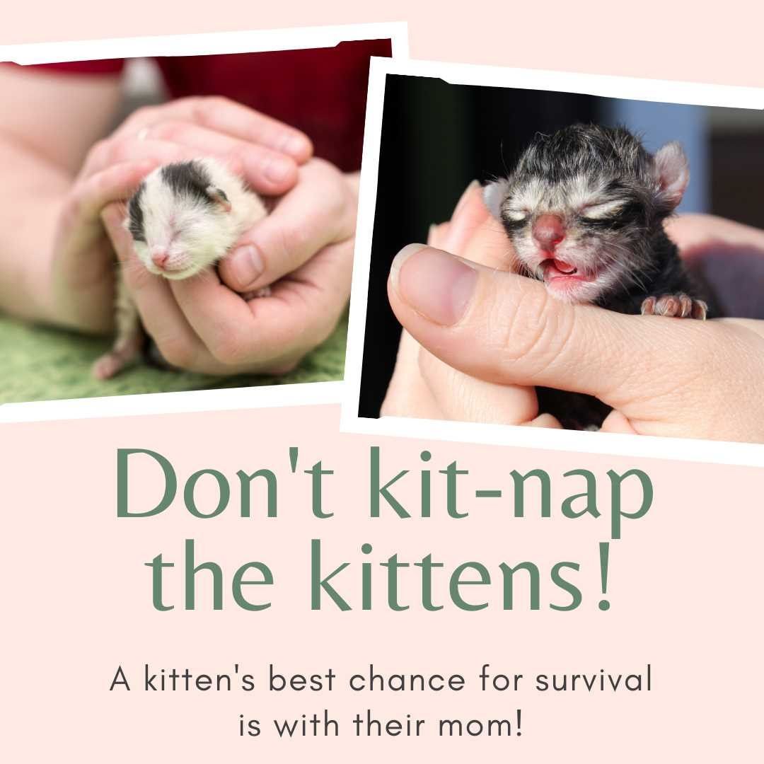 Kitten season is here. Time for a friendly reminder to not kit-nap the kittens! If you find stray kittens, please leave them be! The mom will be back for them. She is most likely either out looking for food or hiding from you. The kittens best chance of survival is to stay with their mom. Please avoid bringing motherless kittens to the shelter unless you are VERY CERTAIN that they have been abandoned.