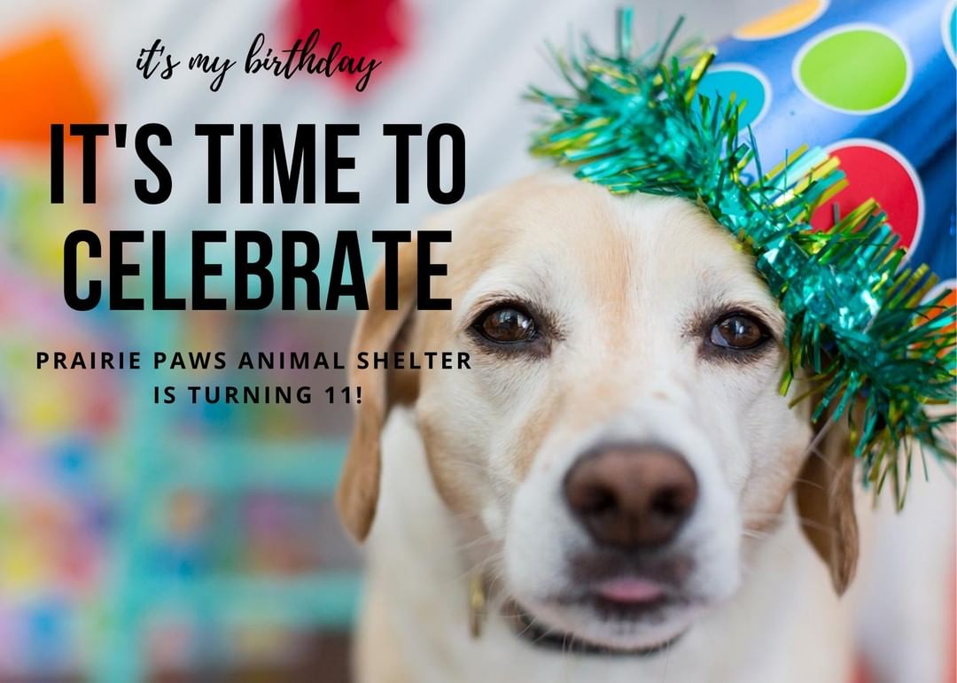 A little over two weeks left to donate for our birthday!

In honor of our 11th birthday we're asking each and every one of you to donate to our birthday match campaign. Every dollar raised between now and the end of the month will be equally matched by the late Charles & Sue Gillette and our birthday sponsors up to $9,000. This campaign ensures all of the homeless pets in our community continue to receive the best care possible while waiting for their fur-ever homes. As always, thank you for the continued support and well wishes on our birthday.