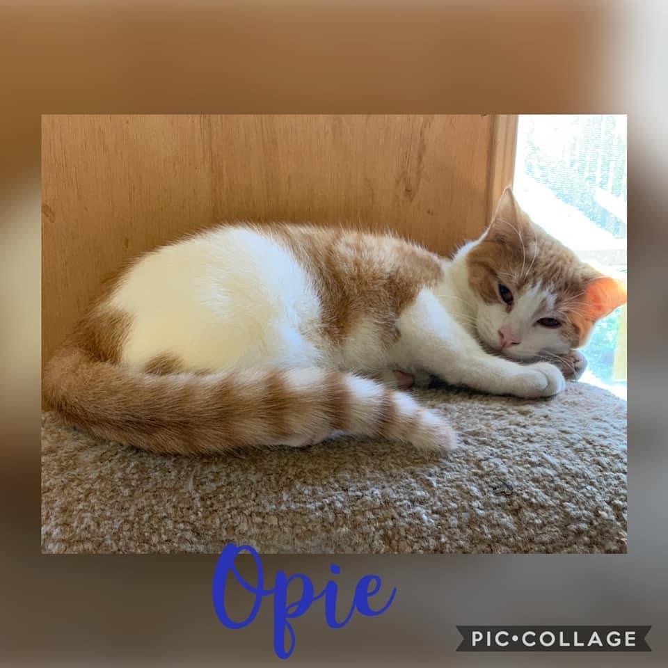 Andy and Opie, they are both very playful and great with other cats. They don’t really like being picked up or petted, but both are friendly with humans. Not hissy, just prefer their space.
They’re 7 months old, neutered, microchipped and UTD on vaccines. Adoption application ⬇️

https://us05.sheltermanager.com/service?account=cc0893&method=online_form_html&formid=6&fbclid=IwAR3GZmCPftL_4aFWfirDPunpyTgTujAtgHvp6bNoeaqwk-fptbZqMJUUFDw