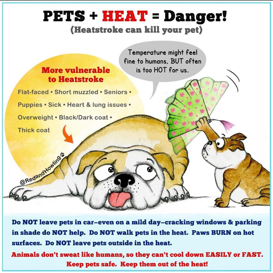 🥵🥵
<a target='_blank' href='https://www.instagram.com/explore/tags/petsafety/'>#petsafety</a>