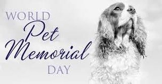 Today is World Pet Memorial Pet Day. 

Post a picture and tell about of your love waiting at the rainbow bridge for you 🌈 🐶