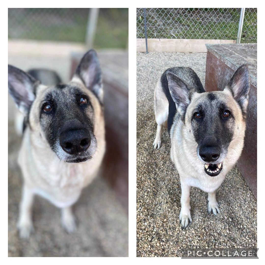 Meet Sheena! She’s a 10 year old GSD whose owner had to go into a nursing home. We desperately need a foster for this gal. She is a sweet as can be! Please share and consider opening your home. Please like and share our page. Link in bio for foster or adoption information. <a target='_blank' href='https://www.instagram.com/explore/tags/dogsofinstagram/'>#dogsofinstagram</a> <a target='_blank' href='https://www.instagram.com/explore/tags/adoptdontshop/'>#adoptdontshop</a> <a target='_blank' href='https://www.instagram.com/explore/tags/adoptme/'>#adoptme</a> <a target='_blank' href='https://www.instagram.com/explore/tags/adoptadog/'>#adoptadog</a> <a target='_blank' href='https://www.instagram.com/explore/tags/lookingforahome/'>#lookingforahome</a> <a target='_blank' href='https://www.instagram.com/explore/tags/foreverhome/'>#foreverhome</a> <a target='_blank' href='https://www.instagram.com/explore/tags/rescuedog/'>#rescuedog</a> <a target='_blank' href='https://www.instagram.com/explore/tags/fosterdog/'>#fosterdog</a> <a target='_blank' href='https://www.instagram.com/explore/tags/manypawsglobalrescue/'>#manypawsglobalrescue</a>