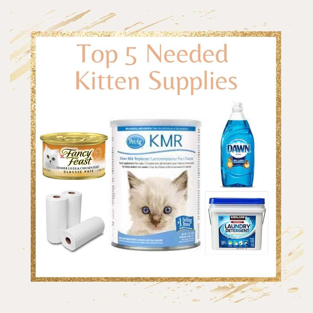 Can't foster kittens but still want to pitch in? Here are our TOP FIVE most needed supplies to care for kittens. We are flying through these items:
1. Kitten Milk Replacement Powder
2. Paper Towels
3. Pate Canned Cat Food
4. Laundry Detergent 
5. Blue Dawn Dish Soap
Want to order online? We already have our lists saved on Amazon and Chewy. Find our wish lists at https://www.wcspca.org/wish-list