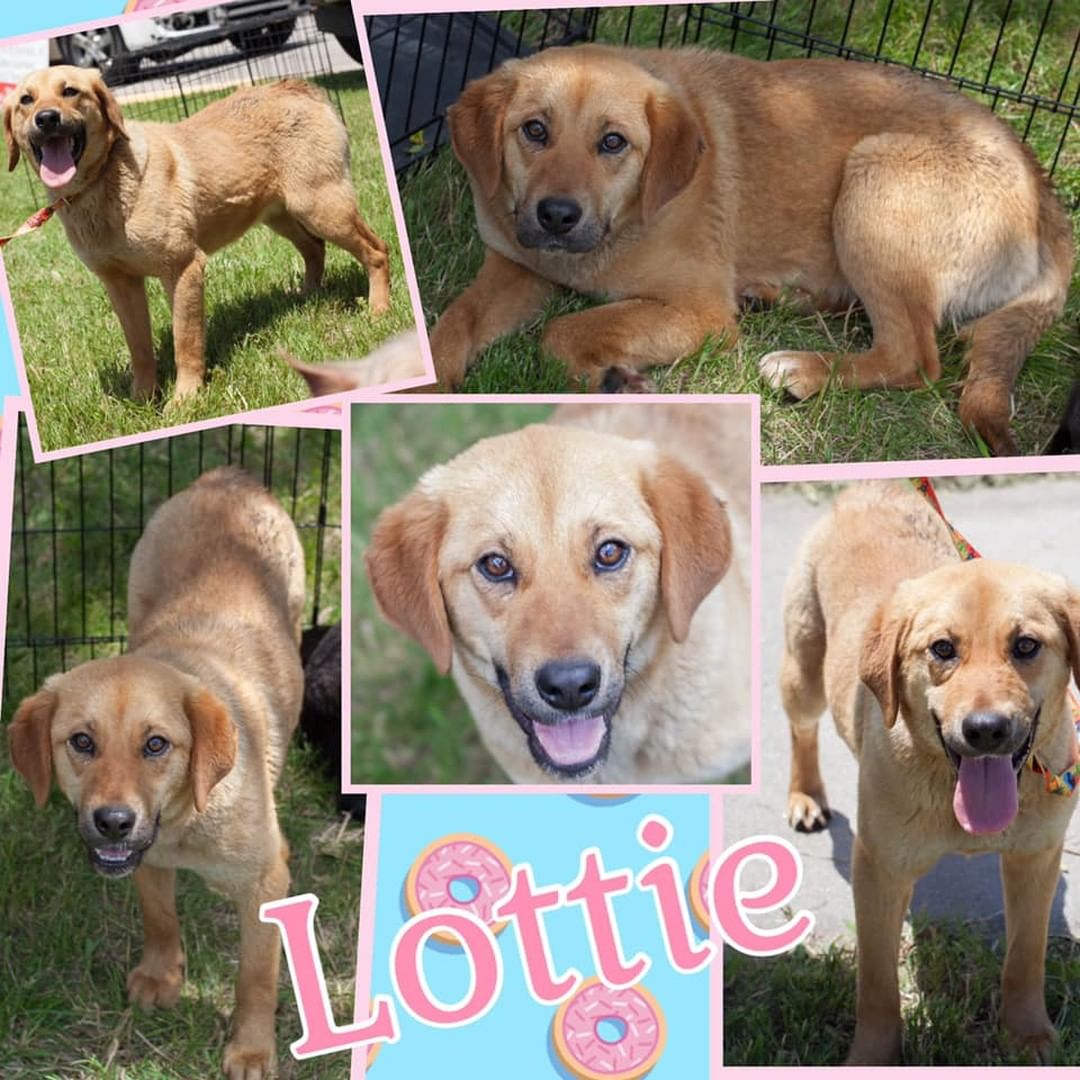 LOTTIE
Female
Labrador / Hound
10-12 months
35 pounds Approximately

Dog friendly: Yes
Cat friendly: Unknown
Kid friendly: Yes

Potty trained: Working on it
Leash trained: No
Kennel trained: Unknown
Energy level: medium

BIOGRAPHY: Lottie came to us along with her siblings from her litter and a younger litter as well.  Mom is a 30# Lab Mix who we are excited to have spayed and adopted to stop the litters being born with no homes to go into.  Lottie is a sweet girl who is learning to be an inside dog.  She is a little timid in some circumstances.  She will need continued training to become a perfect inside dog. 

Behavioral issues: None
Medical issues: None Known

HISTORY: Lottie and her large family were surrendered by their owners. 

Adoption fee: Adoption fee is $225.00  and covers the cost of Distemper, Parvo, Flu & Bordetella Vaccines. If old enough, a Rabies vaccine and a Heartworm test along with preventative.  Dogs are wormed and microchipped and spayed or neutered.  The fee also helps to cover any cost of travel getting to our rescue and around the state to foster homes and vet visits while in our care. 

Location: Potwin, KS

Please apply to adopt at https://www.shelterluv.com/matchme/adopt/HAA/Dog