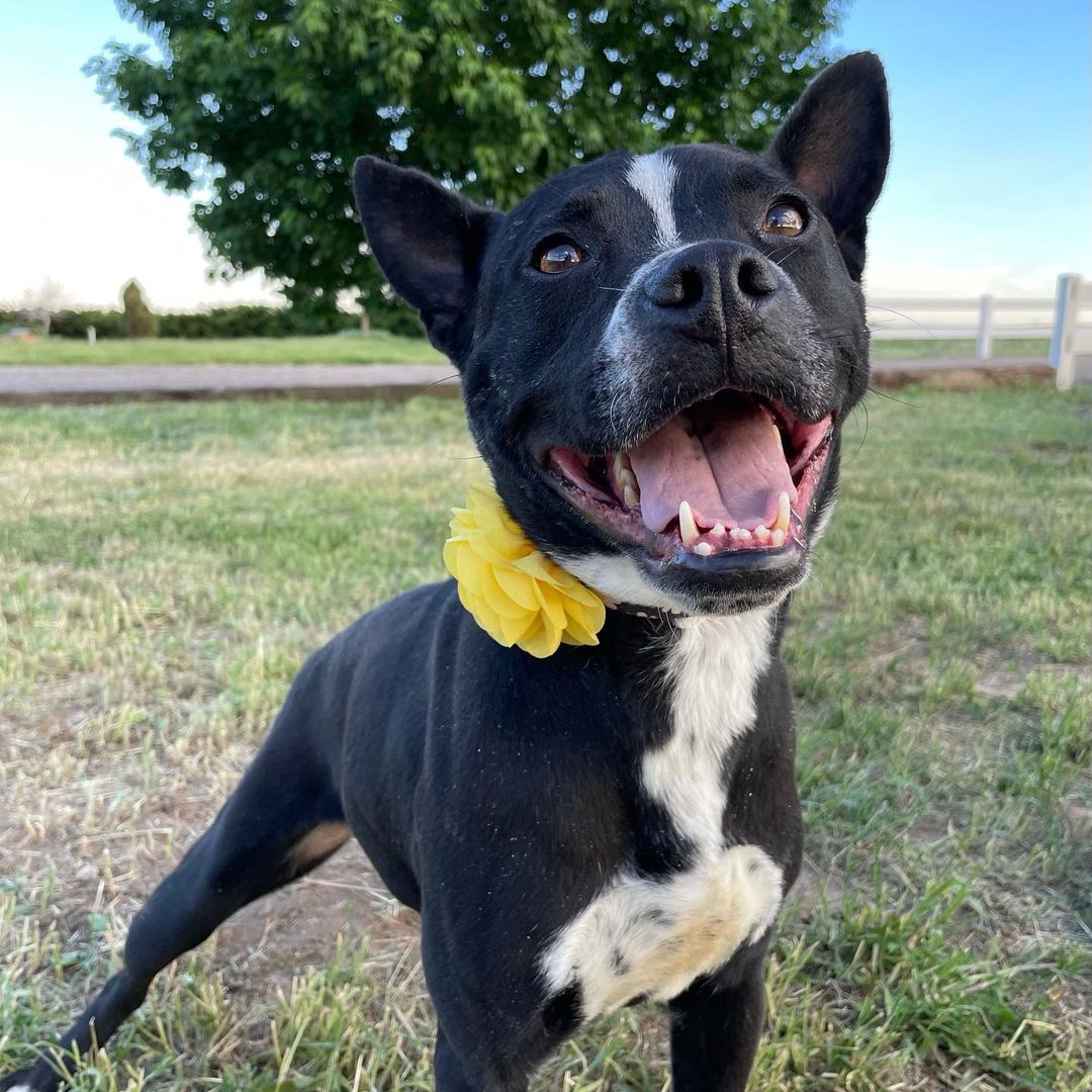 FOSTERS NEEDED!! All of these amazing dogs have been in boarding for WAY too long! They are looking for foster or foster-to-adopt families starting immediately! Please reach out for more information :)