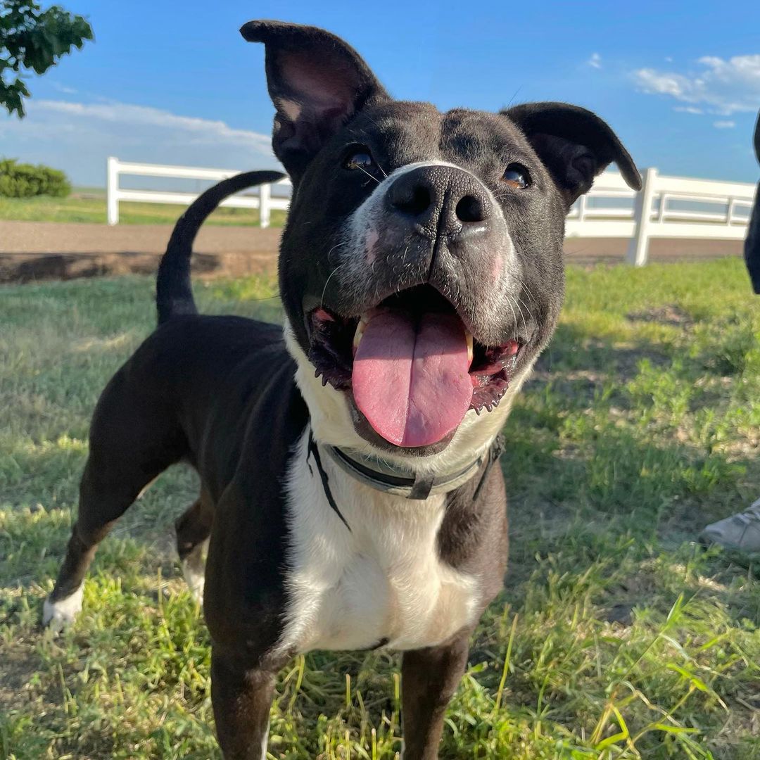 FOSTERS NEEDED!! All of these amazing dogs have been in boarding for WAY too long! They are looking for foster or foster-to-adopt families starting immediately! Please reach out for more information :)