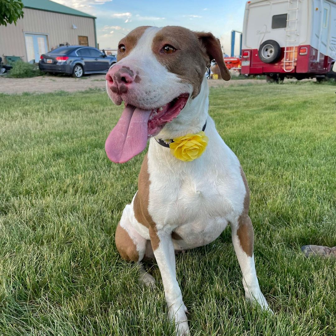 FOSTERS NEEDED!! All of these amazing dogs have been in boarding for WAY too long! They are looking for foster or foster-to-adopt families starting immediately! Please reach out for more information :)