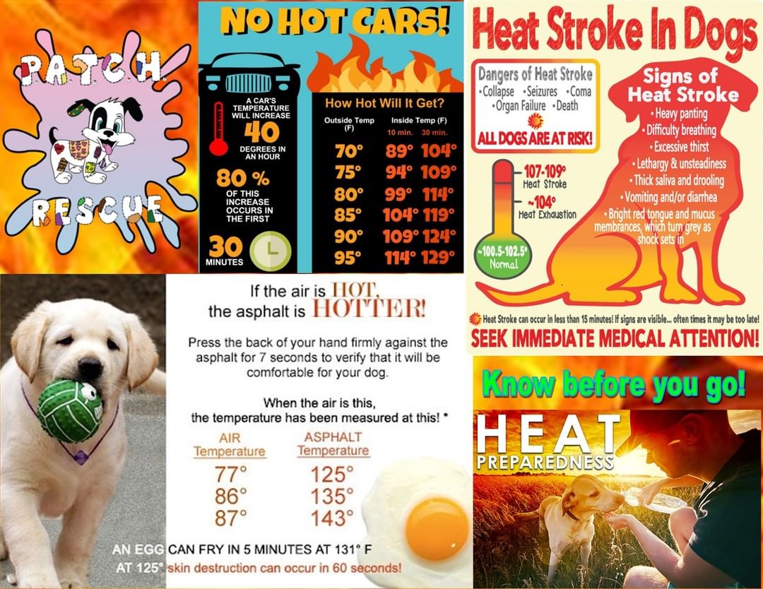 Know before you go!

It is that time of year...hot, HOT, HOT!!!!!

Please ensure that you DO NOT force pets to walk on the HOT ground!

PLEASE DO NOT leave them in a car, even as low as 70 degrees they can overheat and have a heat stroke!