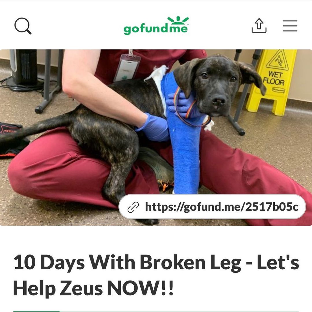 Please swipe to get all the info and help us help Zeus. 

https://gofund.me/2517b05c

<a target='_blank' href='https://www.instagram.com/explore/tags/heartsofgold/'>#heartsofgold</a> <a target='_blank' href='https://www.instagram.com/explore/tags/memphisrescue/'>#memphisrescue</a> <a target='_blank' href='https://www.instagram.com/explore/tags/memphispets/'>#memphispets</a> <a target='_blank' href='https://www.instagram.com/explore/tags/memphispitbullrescue/'>#memphispitbullrescue</a> <a target='_blank' href='https://www.instagram.com/explore/tags/adoptdontshop/'>#adoptdontshop</a> <a target='_blank' href='https://www.instagram.com/explore/tags/dontbullymybreed/'>#dontbullymybreed</a> <a target='_blank' href='https://www.instagram.com/explore/tags/rescuefamily/'>#rescuefamily</a> <a target='_blank' href='https://www.instagram.com/explore/tags/puppy/'>#puppy</a> <a target='_blank' href='https://www.instagram.com/explore/tags/adorabully/'>#adorabully</a>