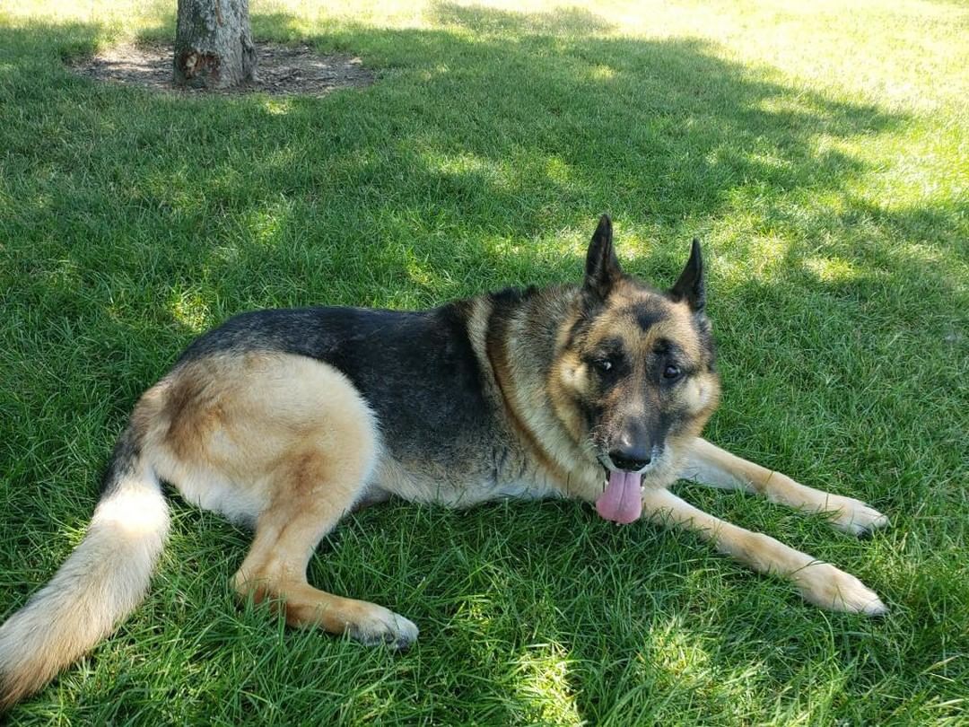 Tongue Out Tuesday from senior girl Augusta who’s waiting to be adopted.  See more pictures and her full bio at www.Gcgsr.org/dog_pages/2021/augusta.html