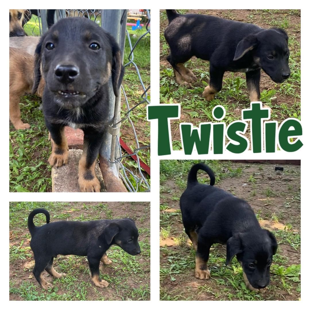 Twistie
Male
Australian Shepherd / Rottweiler
8 weeks
8 pounds

Dog friendly: Yes
Cat friendly: Unknown
Kid friendly: Yes

Potty trained: Working on it
Leash trained: No
Kennel trained: No
Energy level: Medium

BIOGRAPHY: Twistie is an adorable boy who is looking for his forever home.  He is estimated to get to be about 40 pounds based on his mother’s size.  If he could be the right fit for your family, please fill out an application at the link below. 

Behavioral issues: None
Medical issues: None Noted

HISTORY: Twistie was surrendered by his owner along with his brothers. 

Adoption fee: Adoption fee is $225.00  and covers the cost of Distemper, Parvo, Flu & Bordetella Vaccines. If old enough, a Rabies vaccine and a Heartworm test along with preventative.  Dogs are wormed and microchipped and spayed or neutered.  The fee also helps to cover any cost of travel getting to our rescue and around the state to foster homes and vet visits while in our care. 

Location: McPherson, KS

Please apply to adopt at https://www.shelterluv.com/matchme/adopt/HAA/Dog