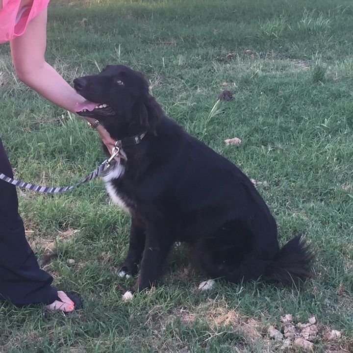 This beautiful Great Pyrenees/ Collie mix is in need of a foster or adopter. Very friendly, fast learner.