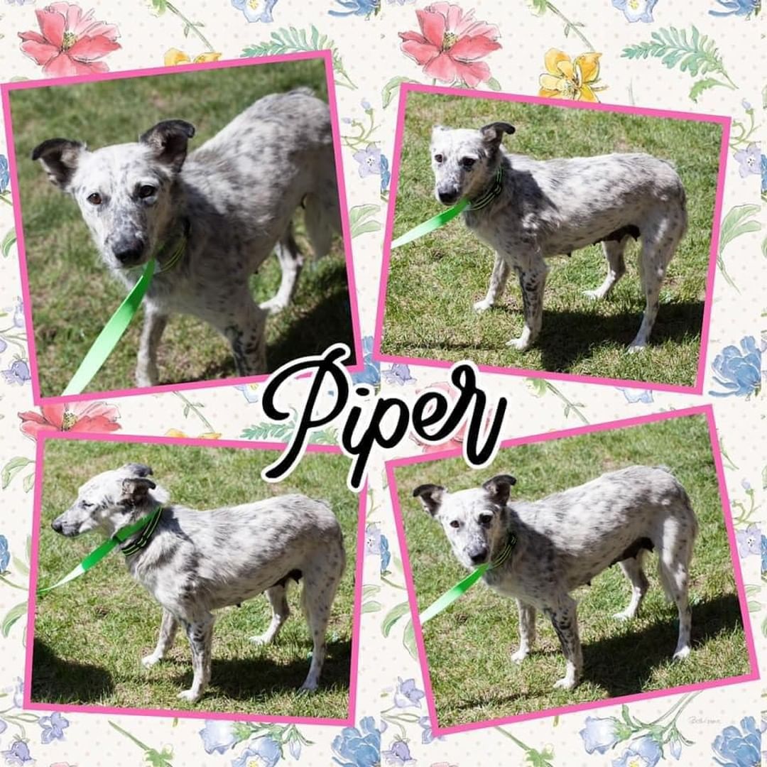 Piper
Female
Heeler or English Setter Mix
2-4 yrs
30 lbs

Dog friendly: yes, but snaps at them if they crowd her. 
Cat friendly: No
Kid friendly: yes
Livestock friendly: ignores horses, cows, chickens, rabbits (penned, not free-range)

Potty trained: working on it
Leash trained: yes, but still needs work as she is timid and hesitant. 
Kennel trained: yes, goes in willingly and is quiet. 
Energy level: low

BIOGRAPHY: Piper is a beautiful girl that was pulled from an overcrowded shelter in Texas after she was found with 9 puppies. Another rescue took her puppies but left her behind. Well not Heartstrings. Piper is so quiet and friendly and loves to sit for chest and neck scratches. All around sweet little lady. She is not quite ready for adoption as we would like to get her back to good health but she’s a girl that needs to be on everyone’s radar as she is a great girl that will go fast once she’s back to good health. 

Behavioral issues: None noticed yet besides 
Medical issues: recovering from spay and being checked for UTI/painfulness. Significant shedding and lethargy from poor nutrition/health. 

AdoptioAdoption fee: Adoption fee is $ 200.00 and covers the cost of Distemper, Parvo, Flu & Bordetella Vaccines. If old enough, a Rabies vaccine and a Heartworm test along with preventative.  Dogs are wormed and microchipped and spayed or neutered.  The fee also helps to cover any cost of travel getting to our rescue and around the state to foster homes and vet visits while in our care. 

Location: Salina, KS

Please apply to adopt at https://www.shelterluv.com/matchme/adopt/HAA/Dog