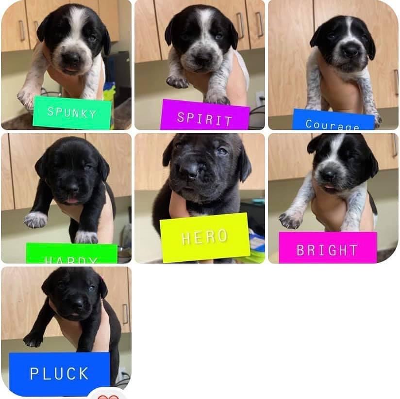 PRE-ADOPTING NOW 
🐾 Beagle - Lab - Blue Heeler mix puppies 🐾
These cuties will be available in about 2-3 weeks. 
Vet expects them to be about 30-40 pounds when grown.
Apply @ www.pupandcatco.com/adopt