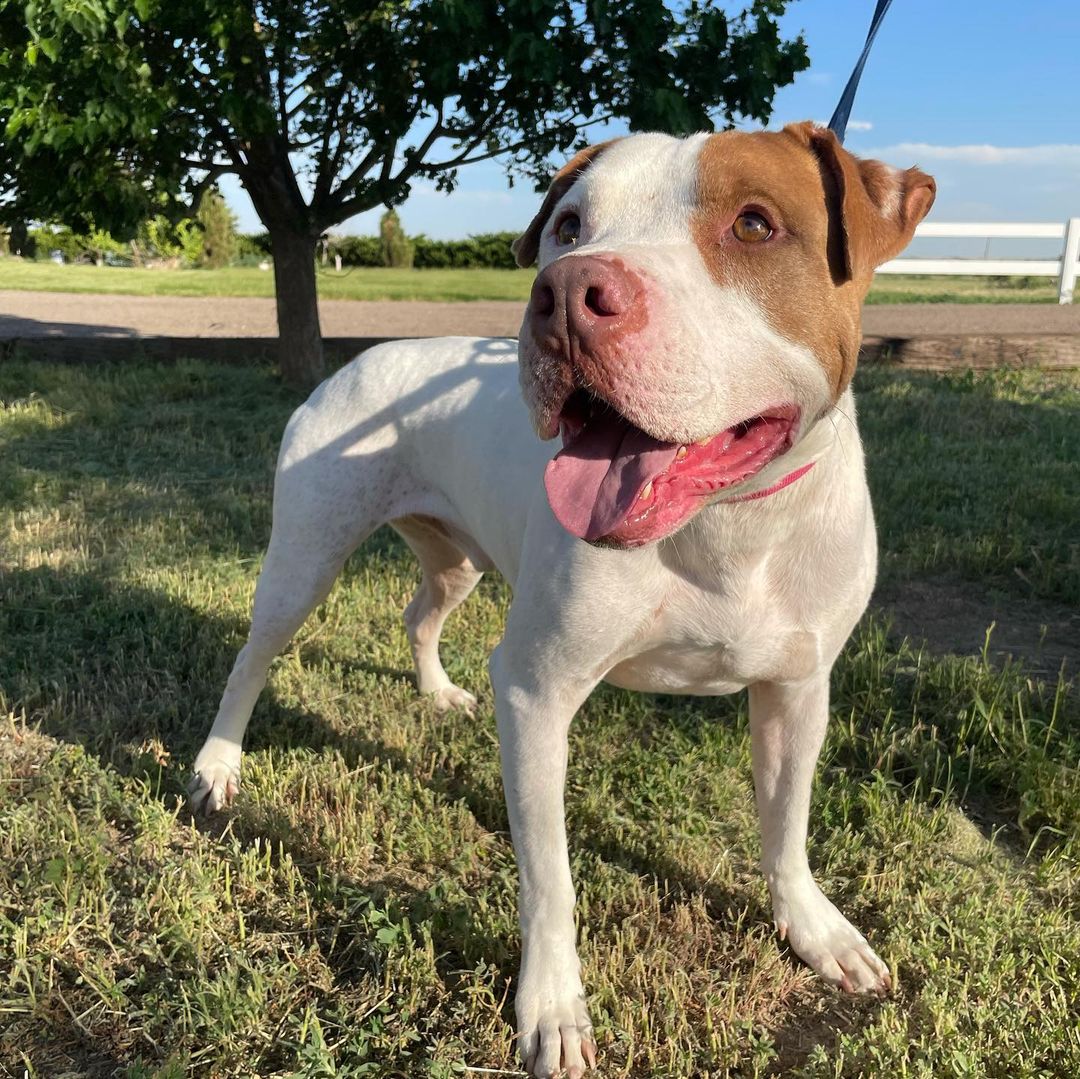 FOSTERS NEEDED!! All of these amazing dogs have been in boarding for WAY too long! They are looking for foster or foster-to-adopt families starting immediately! Please reach out for more information :)