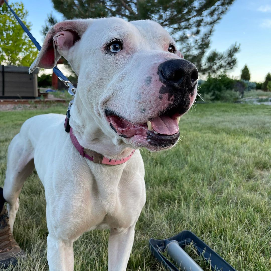 FOSTERS NEEDED!! All of these amazing dogs have been in boarding for WAY too long! They are looking for foster or foster-to-adopt families starting immediately! Please reach out for more information :)