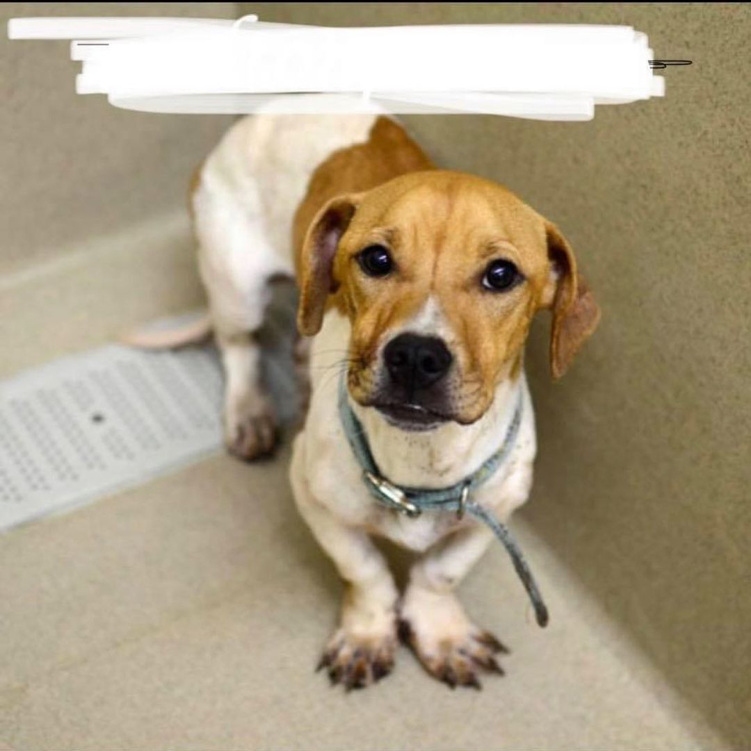 Biscuit needs a FOSTER! He was part of a cruelty case, found in a crate covered in garbage. Very timid and sweet, can anyone help??