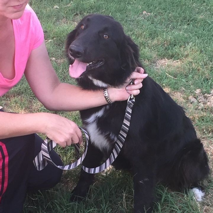 This beautiful Great Pyrenees/ Collie mix is in need of a foster or adopter. Very friendly, fast learner.