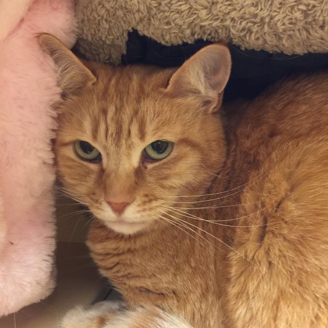 Josie is a five year old, spayed female, orange tabby domestic shorthair cat.🐈❤️

Josie came to our organization after she was surrendered at a local shelter. She was very scared and was not doing well.🥺

She is still scared in her foster home, however, she enjoys being brushed, eats her food, and uses her litterbox.🐈❤️🎀🤩

Her adoption fee is $120.00

If you are interested in applying for one of our cats, please send us an inquiry through Petfinder or email us at:
Ballots@fairpoint.net

Please do not call our hotline about these cats.
🙊
———-
PAR will be doing only pre-approved visits for the cats at PetSmart adoption center until further notice.

PAR will be accepting applications and upon pre-approval, a PAR volunteer will facilitate the visit with the adoptable cat.

In an effort to maintain social distance, PetSmart Associates won’t be facilitating visits at the store in the cat adoption center.

Please watch our FaceBook page for adoption event postings happening at the PetSmart in Sunrise Village, Puyallup.

<a target='_blank' href='https://www.instagram.com/explore/tags/puyallupanimalrescue/'>#puyallupanimalrescue</a> <a target='_blank' href='https://www.instagram.com/explore/tags/adoptablecats/'>#adoptablecats</a> <a target='_blank' href='https://www.instagram.com/explore/tags/orangetabbycats/'>#orangetabbycats</a> <a target='_blank' href='https://www.instagram.com/explore/tags/JosiePAR/'>#JosiePAR</a> <a target='_blank' href='https://www.instagram.com/explore/tags/petsmart10309/'>#petsmart10309</a>