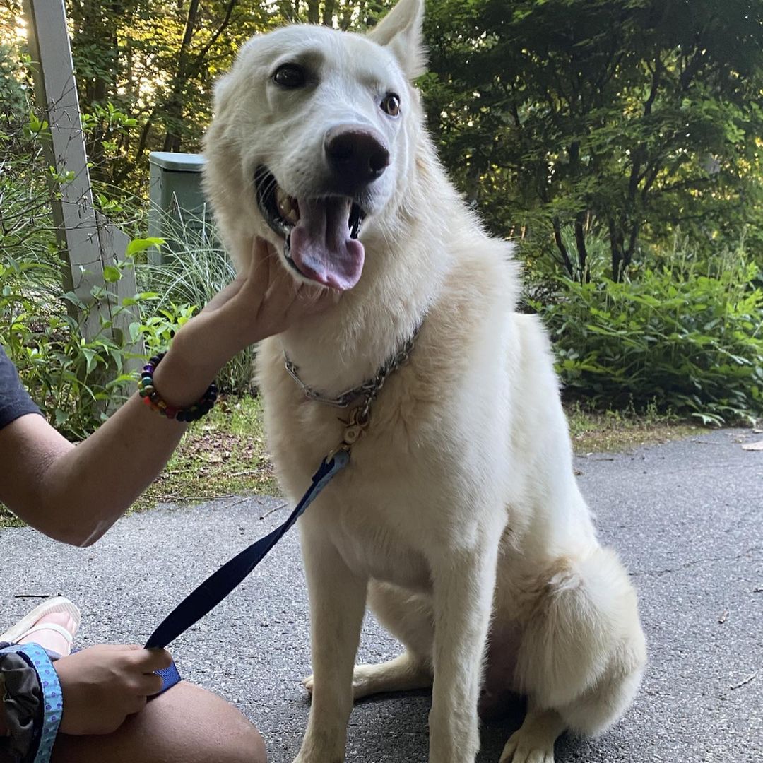 Meet Iggy (Nicknamed Bolt) ~
My name is Iggy and I am a White GSD/possible Husky mix from South Carolina. I weigh roughly 60 lbs. I am 4-5 years old.
I am a very sweet boy, and I am so friendly and loving to my people.
I am a little nervous, as I am a bit of a sensitive guy. 
Causing trouble is not my thing. I am super quiet and totally fine with other dogs
With my adorable looks, and unbridled loyalty, I will always be there for you through thick and thin. I will never judge you, or turn my back on you. Every single day, you will look at me and you will know that you are loved unconditionally. I will never betray you or hurt you, and I will grow old by your side.
(From getting to know Iggy personally, he is EXTREMELY sweet. He loves to cuddle up on the couch and watch tv. He has the most gentle eyes and such a sweet face. He loves attention, and is overall an amazing dog.)