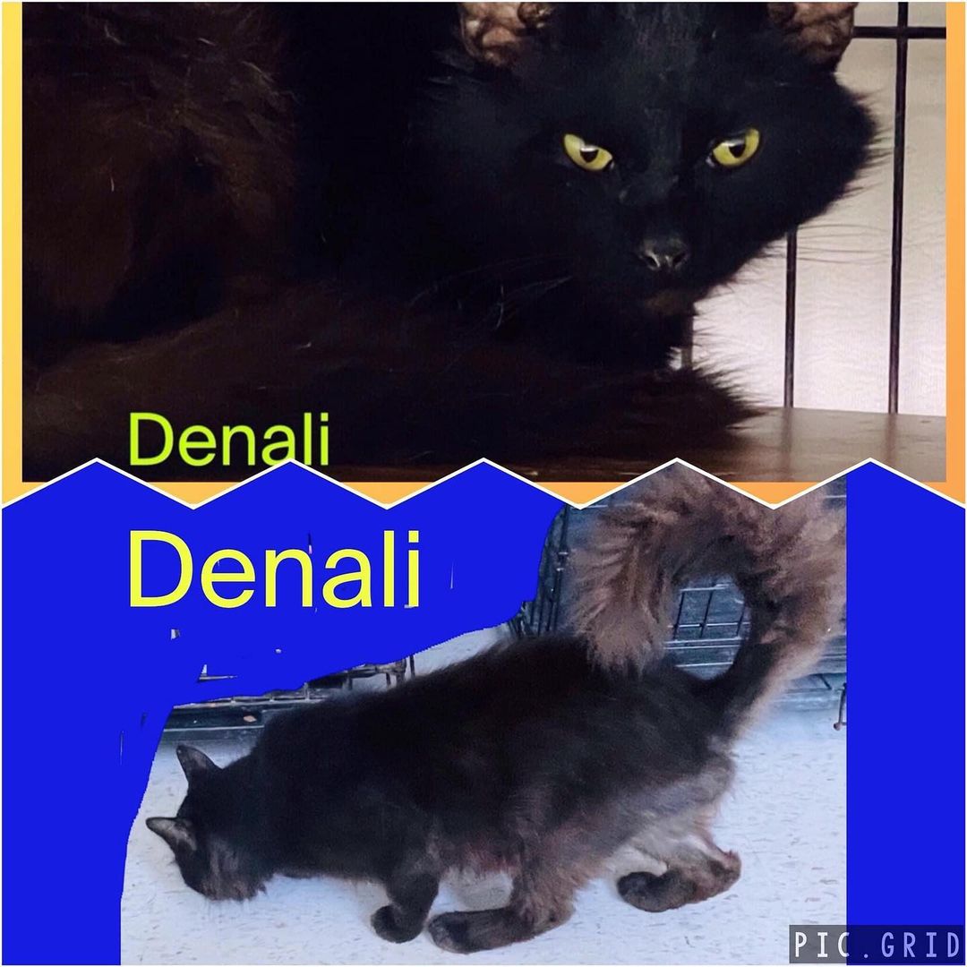 💛💙💛Cat of the Day💛💙💛
 💙💛💙DENALI💙💛💙
DENALI is a gorgeous cat with black hair on his body and a brown fluffy tail.  He is very friendly and likes attention!
He came to F2F from a hoarding situation.
<a target='_blank' href='https://www.instagram.com/explore/tags/faithful2felines/'>#faithful2felines</a>