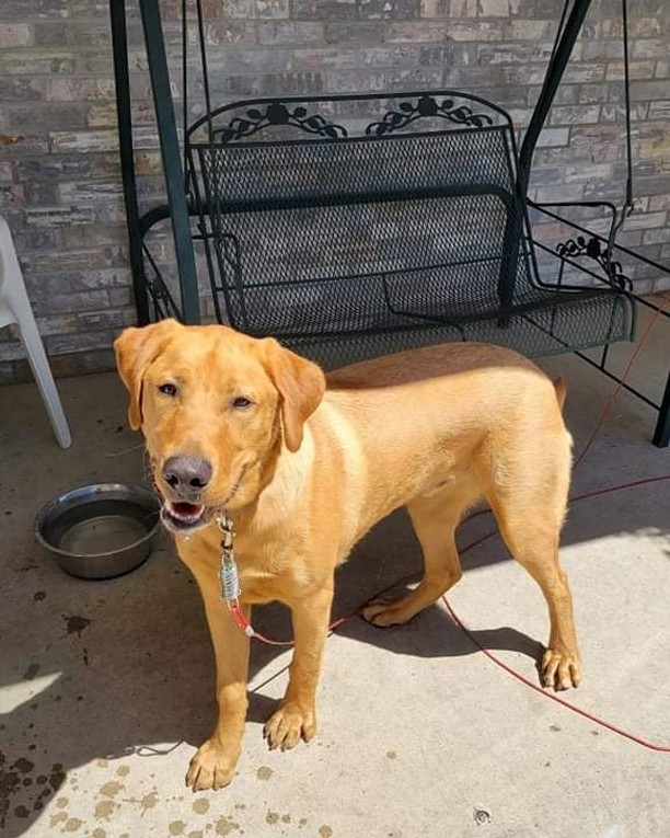 Heads up Jackson. This young man was found wandering around Our Saviors parking lot after church. No tags/ID. Anyone willing to foster this lad until we can find his owners?