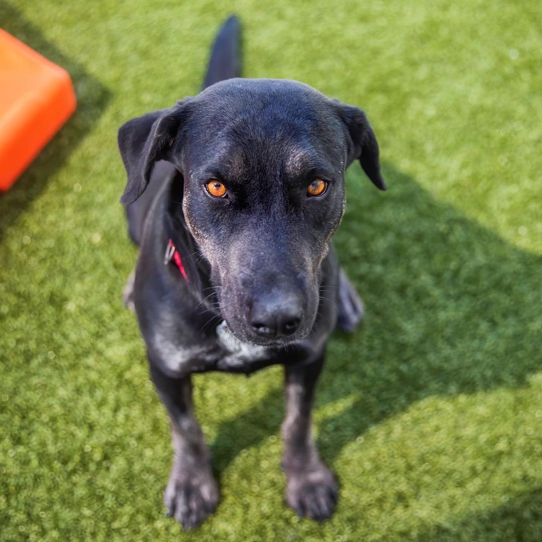 Tulip is a sweet and gentle soul who loves to play, but also knows how to relax and be companionable! <a target='_blank' href='https://www.instagram.com/explore/tags/adoptlove/'>#adoptlove</a> <a target='_blank' href='https://www.instagram.com/explore/tags/blacklab/'>#blacklab</a> <a target='_blank' href='https://www.instagram.com/explore/tags/labpointermix/'>#labpointermix</a> <a target='_blank' href='https://www.instagram.com/explore/tags/yeswewentthere/'>#yeswewentthere</a> <a target='_blank' href='https://www.instagram.com/explore/tags/butwithoutthepointercraziness/'>#butwithoutthepointercraziness</a>! 😂 <a target='_blank' href='https://www.instagram.com/explore/tags/rescuedismyfavoritebreed/'>#rescuedismyfavoritebreed</a> <a target='_blank' href='https://www.instagram.com/explore/tags/ourfamilynest/'>#ourfamilynest</a> <a target='_blank' href='https://www.instagram.com/explore/tags/sundayfunday/'>#sundayfunday</a> <a target='_blank' href='https://www.instagram.com/explore/tags/positivity/'>#positivity</a> <a target='_blank' href='https://www.instagram.com/explore/tags/scottsdale/'>#scottsdale</a> <a target='_blank' href='https://www.instagram.com/explore/tags/gilbertaz/'>#gilbertaz</a> <a target='_blank' href='https://www.instagram.com/explore/tags/fountainhills/'>#fountainhills</a> <a target='_blank' href='https://www.instagram.com/explore/tags/chandleraz/'>#chandleraz</a>