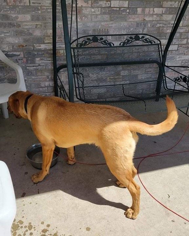 Heads up Jackson. This young man was found wandering around Our Saviors parking lot after church. No tags/ID. Anyone willing to foster this lad until we can find his owners?