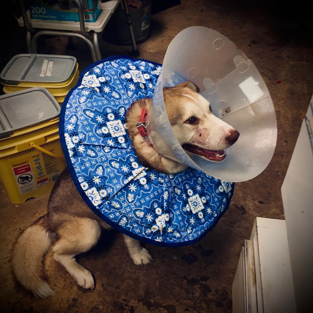 Hamilton, after destroying 3 e-collars, and tearing out his neuter stitches. <a target='_blank' href='https://www.instagram.com/explore/tags/Marshallcountyhumanesociety/'>#Marshallcountyhumanesociety</a>.org