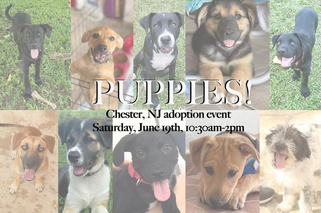 📢📢📢UPDATE: due to airline delays the event will not be held on SUNDAY (6/20) from 10AM to 1PM, same place!
.
.
For months we have had a lot of cute puppies... and now we have an event for you to meet them! 
.
Come join us in Chester, NJ, outside of Pren Kitchen & Reboot Gym (on W Main Street) this Saturday, June 19th. We will be gathered from 10:30am-2pm with a lot of pups looking for their forever families! 
.
If you are interested in volunteering as a full-time puppy wrangler for the event and we are also *always* looking for fosters in the Chester, NJ area (or within driving distance). If you would like to help out in some way please direct message us or email us at PuntaSantiagoDogs@gmail.com 
.
 Please visit our PetFinder to see more about each dog (psdogs.petfinder.com). If you would like to apply to adopt any of these puppies, please fill out an application at bit.ly/PSDAdopt (From top left to top right: Jessy, Mulberry, Jim, Blackberry, Jake; from bottom left to bottom right: Loca, Jack, Cece, Raspberry, Nestor)