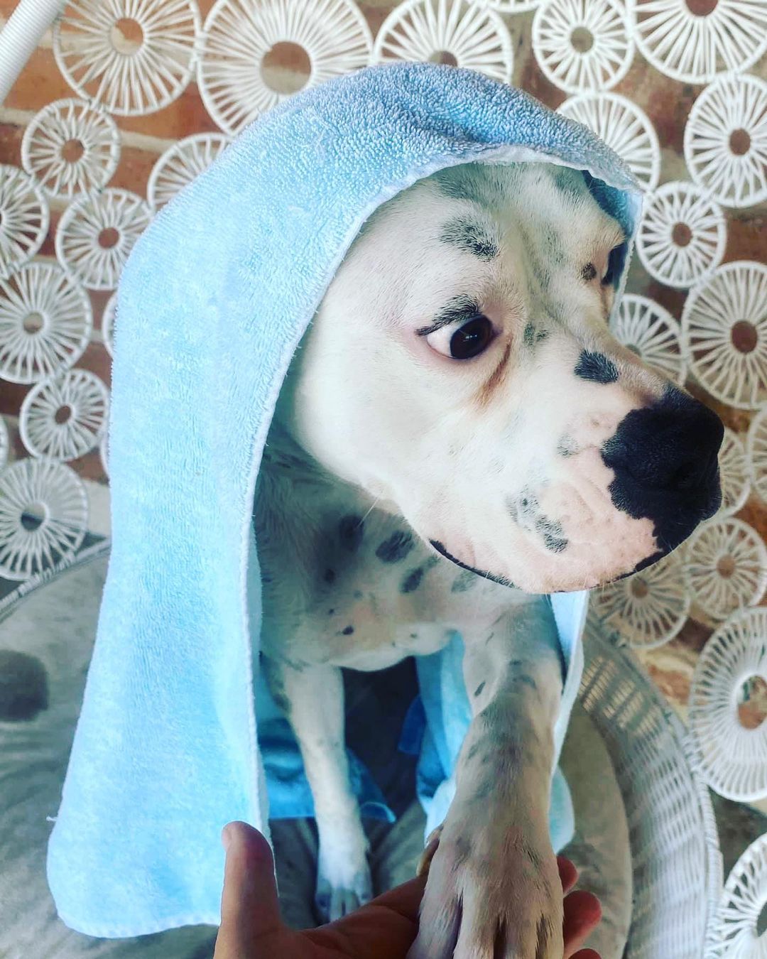 SPLISH, SPLASH💦🛁🧽 Luna’s takin’ a bath!!!🐶

Luna is clean, fresh and ready to be your one and only love bug. 

Please fill out an application to open up your heart and life to this sweetest of puppies❤️

https://www.shelterluv.com/matchme/foster/LHSR/Dog<a target='_blank' href='https://www.instagram.com/explore/tags/dog/'>#dog</a><a target='_blank' href='https://www.instagram.com/explore/tags/adoptadog/'>#adoptadog</a> <a target='_blank' href='https://www.instagram.com/explore/tags/adoptadogsavealife/'>#adoptadogsavealife</a> <a target='_blank' href='https://www.instagram.com/explore/tags/rescue/'>#rescue</a> <a target='_blank' href='https://www.instagram.com/explore/tags/rescuedog/'>#rescuedog</a> <a target='_blank' href='https://www.instagram.com/explore/tags/saveadog/'>#saveadog</a> <a target='_blank' href='https://www.instagram.com/explore/tags/saveadogkeepyours/'>#saveadogkeepyours</a> <a target='_blank' href='https://www.instagram.com/explore/tags/helpluna/'>#helpluna</a> <a target='_blank' href='https://www.instagram.com/explore/tags/luna/'>#luna</a> <a target='_blank' href='https://www.instagram.com/explore/tags/loveluna/'>#loveluna</a> <a target='_blank' href='https://www.instagram.com/explore/tags/lucyshoperescue/'>#lucyshoperescue</a> 

https://www.shelterluv.com/matchme/adopt/LHSR/Dog