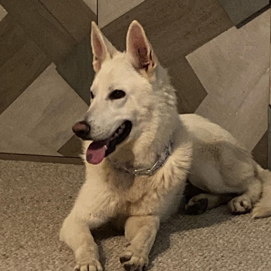 Meet Iggy (Nicknamed Bolt) ~
My name is Iggy and I am a White GSD/possible Husky mix from South Carolina. I weigh roughly 60 lbs. I am 4-5 years old.
I am a very sweet boy, and I am so friendly and loving to my people.
I am a little nervous, as I am a bit of a sensitive guy. 
Causing trouble is not my thing. I am super quiet and totally fine with other dogs
With my adorable looks, and unbridled loyalty, I will always be there for you through thick and thin. I will never judge you, or turn my back on you. Every single day, you will look at me and you will know that you are loved unconditionally. I will never betray you or hurt you, and I will grow old by your side.
(From getting to know Iggy personally, he is EXTREMELY sweet. He loves to cuddle up on the couch and watch tv. He has the most gentle eyes and such a sweet face. He loves attention, and is overall an amazing dog.)