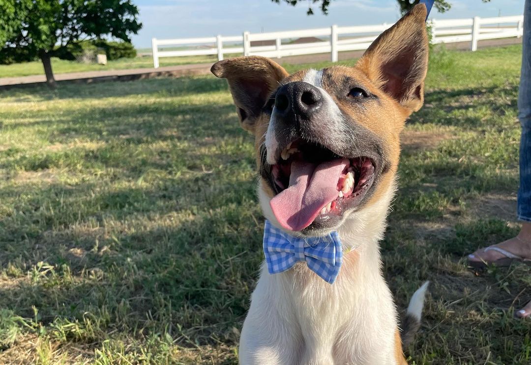 Please share!!!
Just a reminder that tomorrow, June 19th, we will be holding an adoption event from 10am-3pm at Mercedes-Benz of Denver (940 S Colorado Blvd)! What’s a better way to start off your summer than with a new furry friend!? Come meet lots of great dogs who are looking for their forever homes! Pictured below are just a few of the wonderful pups that will be there.