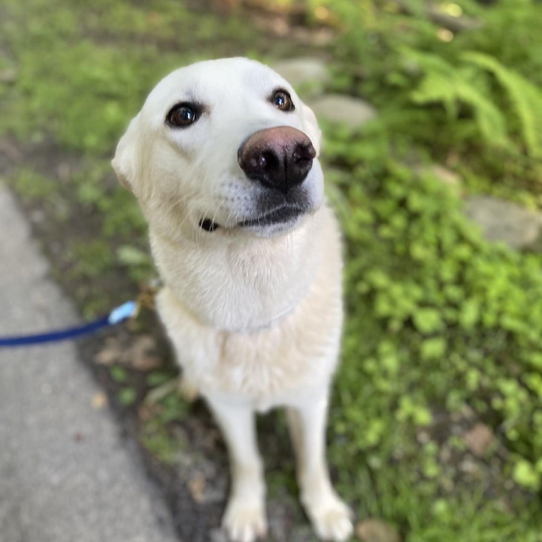 Meet Iggy (Nicknamed Bolt) ~
My name is Iggy and I am a White GSD/possible Husky mix from South Carolina. I weigh roughly 60 lbs. I am 4-5 years old.
I am a very sweet boy, and I am so friendly and loving to my people.
I am a little nervous, as I am a bit of a sensitive guy. 
Causing trouble is not my thing. I am super quiet and totally fine with other dogs
With my adorable looks, and unbridled loyalty, I will always be there for you through thick and thin. I will never judge you, or turn my back on you. Every single day, you will look at me and you will know that you are loved unconditionally. I will never betray you or hurt you, and I will grow old by your side.
(From getting to know Iggy personally, he is EXTREMELY sweet. He loves to cuddle up on the couch and watch tv. He has the most gentle eyes and such a sweet face. He loves attention, and is overall an amazing dog.)