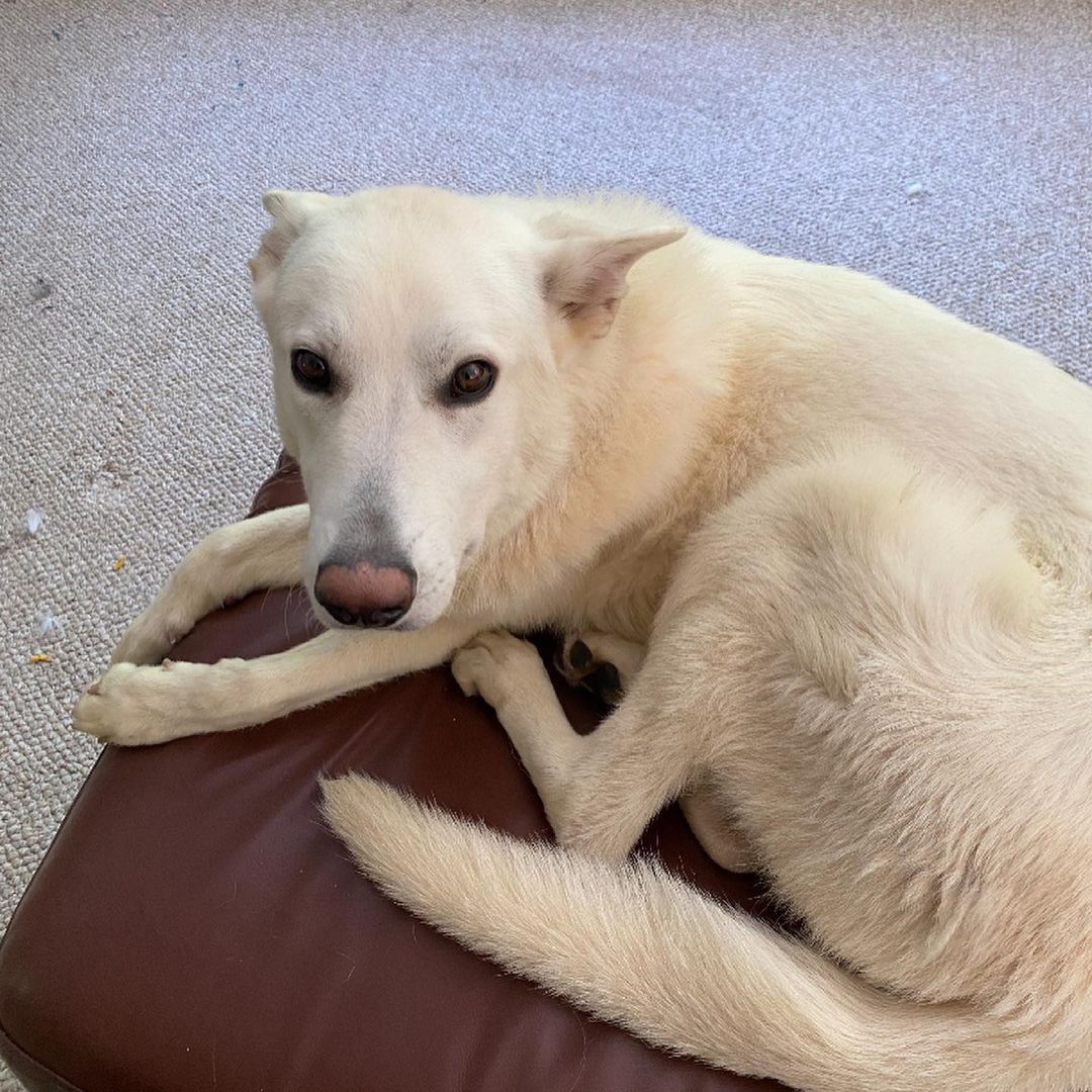 Meet Iggy (Nicknamed Bolt) ~
My name is Iggy and I am a White GSD/possible Husky mix from South Carolina. I weigh roughly 60 lbs. I am 4-5 years old.
I am a very sweet boy, and I am so friendly and loving to my people.
I am a little nervous, as I am a bit of a sensitive guy. 
Causing trouble is not my thing. I am super quiet and totally fine with other dogs
With my adorable looks, and unbridled loyalty, I will always be there for you through thick and thin. I will never judge you, or turn my back on you. Every single day, you will look at me and you will know that you are loved unconditionally. I will never betray you or hurt you, and I will grow old by your side.
(From getting to know Iggy personally, he is EXTREMELY sweet. He loves to cuddle up on the couch and watch tv. He has the most gentle eyes and such a sweet face. He loves attention, and is overall an amazing dog.)