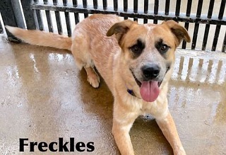 Please share!!!
Just a reminder that tomorrow, June 19th, we will be holding an adoption event from 10am-3pm at Mercedes-Benz of Denver (940 S Colorado Blvd)! What’s a better way to start off your summer than with a new furry friend!? Come meet lots of great dogs who are looking for their forever homes! Pictured below are just a few of the wonderful pups that will be there.