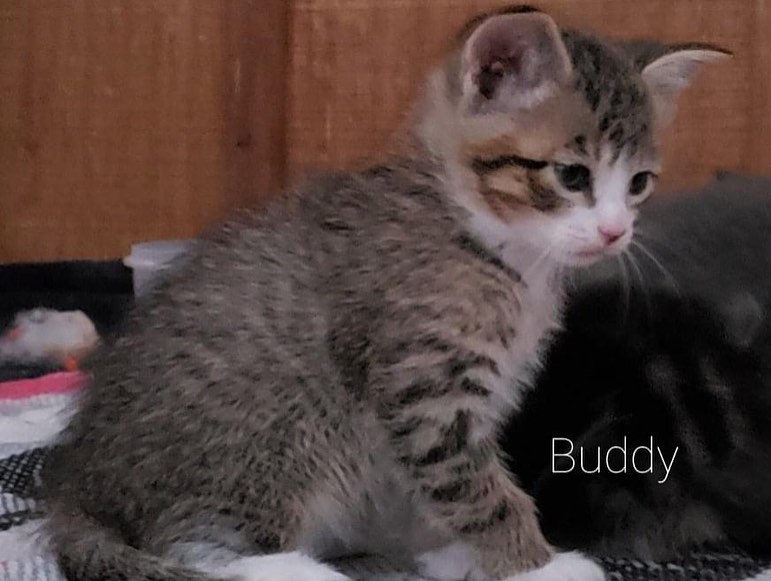 💜🐱🧡At Petco TODAY🐱💛🐱
🐱💚🐱KITTENS OF THE DAY💙🐱❤️
10 sweet babies making their debut at Petco Saturday, June 19.  Come on out and meet these sweet little faces and adopt one or two!!