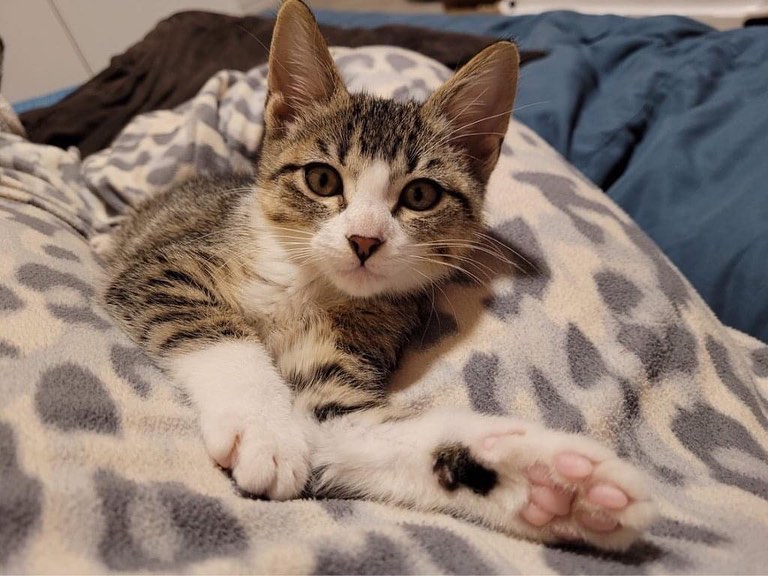 💜🐱🧡At Petco TODAY🐱💛🐱
🐱💚🐱KITTENS OF THE DAY💙🐱❤️
10 sweet babies making their debut at Petco Saturday, June 19.  Come on out and meet these sweet little faces and adopt one or two!!