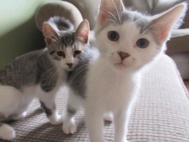 💜🐱🧡At Petco TODAY🐱💛🐱
🐱💚🐱KITTENS OF THE DAY💙🐱❤️
10 sweet babies making their debut at Petco Saturday, June 19.  Come on out and meet these sweet little faces and adopt one or two!!