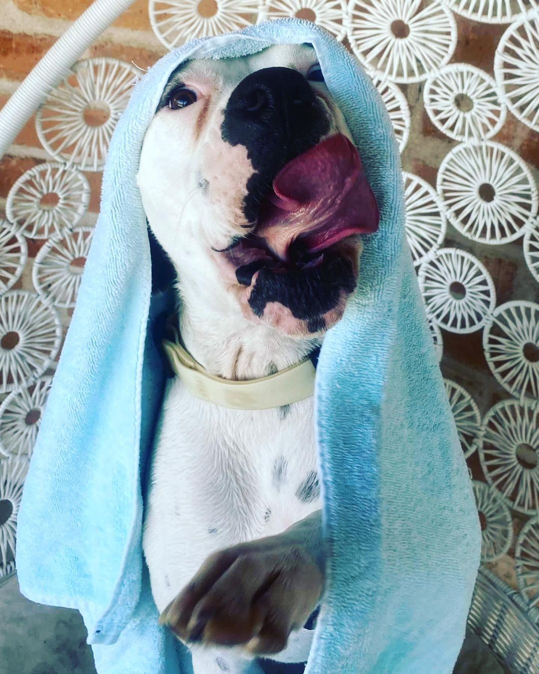 SPLISH, SPLASH💦🛁🧽 Luna’s takin’ a bath!!!🐶

Luna is clean, fresh and ready to be your one and only love bug. 

Please fill out an application to open up your heart and life to this sweetest of puppies❤️

https://www.shelterluv.com/matchme/foster/LHSR/Dog<a target='_blank' href='https://www.instagram.com/explore/tags/dog/'>#dog</a><a target='_blank' href='https://www.instagram.com/explore/tags/adoptadog/'>#adoptadog</a> <a target='_blank' href='https://www.instagram.com/explore/tags/adoptadogsavealife/'>#adoptadogsavealife</a> <a target='_blank' href='https://www.instagram.com/explore/tags/rescue/'>#rescue</a> <a target='_blank' href='https://www.instagram.com/explore/tags/rescuedog/'>#rescuedog</a> <a target='_blank' href='https://www.instagram.com/explore/tags/saveadog/'>#saveadog</a> <a target='_blank' href='https://www.instagram.com/explore/tags/saveadogkeepyours/'>#saveadogkeepyours</a> <a target='_blank' href='https://www.instagram.com/explore/tags/helpluna/'>#helpluna</a> <a target='_blank' href='https://www.instagram.com/explore/tags/luna/'>#luna</a> <a target='_blank' href='https://www.instagram.com/explore/tags/loveluna/'>#loveluna</a> <a target='_blank' href='https://www.instagram.com/explore/tags/lucyshoperescue/'>#lucyshoperescue</a> 

https://www.shelterluv.com/matchme/adopt/LHSR/Dog