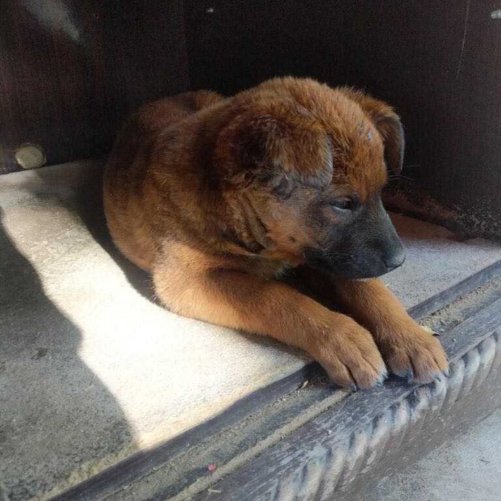 Back in April we took on this only surviving puppy from what was said to have been a coyote attack. Mom and siblings were killed. Some heartless person dumped the family in the woods. Zack has permanent damage to his jaw. He is still able to use his jaw to chew his food but can only open his mouth about 80%. In a perfect world he would get corrective surgery which can be very expensive but we have to wait and see when he stops growing. According to the vet this should not be a problem for him. He is able to eat and chew and open his mouth but will forever have a glorious overbite.
Zack is a 16 weeks old, Belgian Malinois.  He is very well behaved and his current foster mom adores him. However, he is looking for a forever home. Zack is very smart , and a super loving dog. Great with everyone he meets, likes other dogs, potty and crate trained. 

If you are interested in meeting this sweet boy please fill out an application. this can be found on out website at www.ebarr.org under adopt. 

<a target='_blank' href='https://www.instagram.com/explore/tags/rescuebelgianmalinois/'>#rescuebelgianmalinois</a> <a target='_blank' href='https://www.instagram.com/explore/tags/rescueismyfavoritebreed/'>#rescueismyfavoritebreed</a> 
<a target='_blank' href='https://www.instagram.com/explore/tags/eastbayanimalrescueandrefuge/'>#eastbayanimalrescueandrefuge</a>