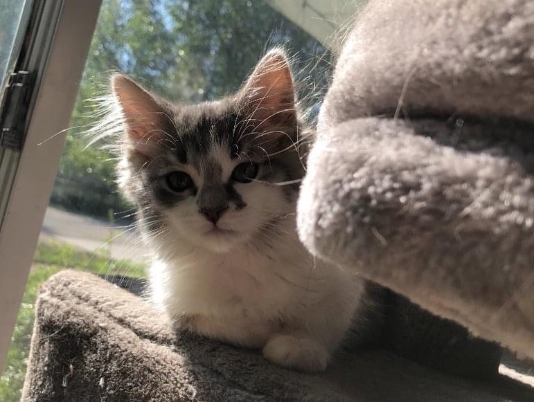 💜🐱🧡At Petco TODAY🐱💛🐱
🐱💚🐱KITTENS OF THE DAY💙🐱❤️
10 sweet babies making their debut at Petco Saturday, June 19.  Come on out and meet these sweet little faces and adopt one or two!!