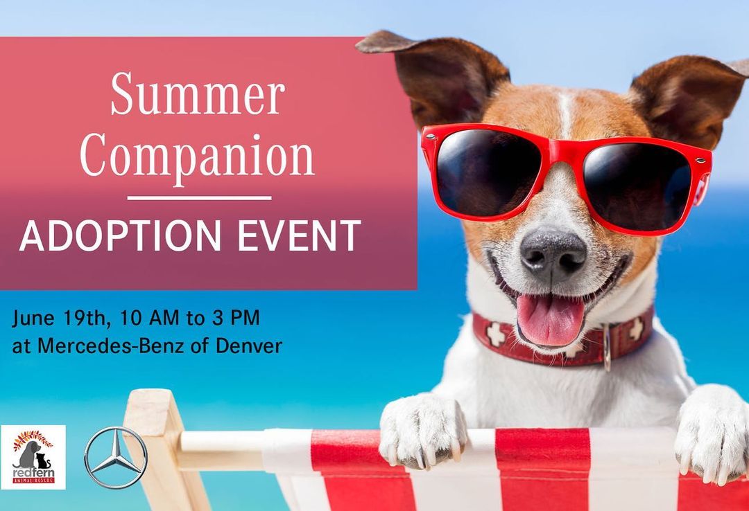 Please share!!!
Just a reminder that tomorrow, June 19th, we will be holding an adoption event from 10am-3pm at Mercedes-Benz of Denver (940 S Colorado Blvd)! What’s a better way to start off your summer than with a new furry friend!? Come meet lots of great dogs who are looking for their forever homes! Pictured below are just a few of the wonderful pups that will be there.