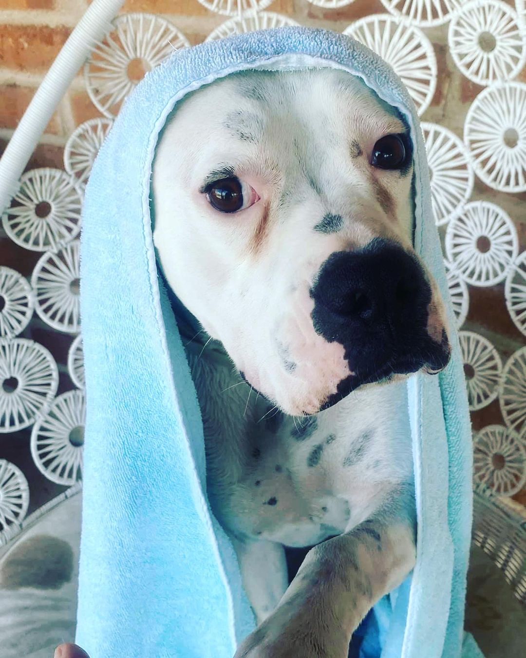 SPLISH, SPLASH💦🛁🧽 Luna’s takin’ a bath!!!🐶

Luna is clean, fresh and ready to be your one and only love bug. 

Please fill out an application to open up your heart and life to this sweetest of puppies❤️

https://www.shelterluv.com/matchme/foster/LHSR/Dog<a target='_blank' href='https://www.instagram.com/explore/tags/dog/'>#dog</a><a target='_blank' href='https://www.instagram.com/explore/tags/adoptadog/'>#adoptadog</a> <a target='_blank' href='https://www.instagram.com/explore/tags/adoptadogsavealife/'>#adoptadogsavealife</a> <a target='_blank' href='https://www.instagram.com/explore/tags/rescue/'>#rescue</a> <a target='_blank' href='https://www.instagram.com/explore/tags/rescuedog/'>#rescuedog</a> <a target='_blank' href='https://www.instagram.com/explore/tags/saveadog/'>#saveadog</a> <a target='_blank' href='https://www.instagram.com/explore/tags/saveadogkeepyours/'>#saveadogkeepyours</a> <a target='_blank' href='https://www.instagram.com/explore/tags/helpluna/'>#helpluna</a> <a target='_blank' href='https://www.instagram.com/explore/tags/luna/'>#luna</a> <a target='_blank' href='https://www.instagram.com/explore/tags/loveluna/'>#loveluna</a> <a target='_blank' href='https://www.instagram.com/explore/tags/lucyshoperescue/'>#lucyshoperescue</a> 

https://www.shelterluv.com/matchme/adopt/LHSR/Dog