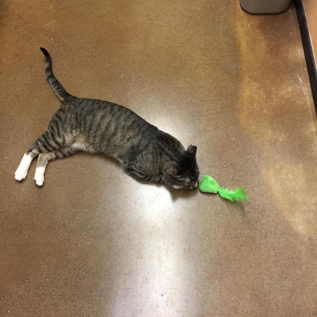 Doogie was adopted today!!!
His new pet parents got him an avocado toy and he was loving it!!!
🥑❤️

<a target='_blank' href='https://www.instagram.com/explore/tags/adopted/'>#adopted</a> <a target='_blank' href='https://www.instagram.com/explore/tags/puyallupanimalrescue/'>#puyallupanimalrescue</a> <a target='_blank' href='https://www.instagram.com/explore/tags/cat/'>#cat</a> <a target='_blank' href='https://www.instagram.com/explore/tags/cats/'>#cats</a> <a target='_blank' href='https://www.instagram.com/explore/tags/rescuecat/'>#rescuecat</a> <a target='_blank' href='https://www.instagram.com/explore/tags/doogiecat/'>#doogiecat</a>